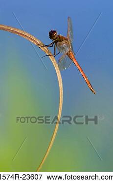 Picture - close-up of a 
dragonfly. fotosearch 
- search stock 
photos, pictures, 
images, and photo 
clipart