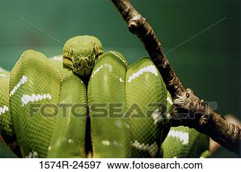 Picture - close-up of an 
emerald tree boa 
coiled around 
a tree branch. 
fotosearch - search 
stock photos, 
pictures, images, 
and photo clipart
