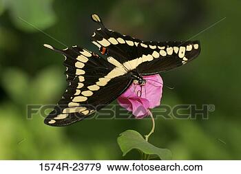 Stock Photograph - close-up of a 
giant swallowtail 
butterfly on a 
flower pollinating. 
fotosearch - search 
stock photos, 
pictures, images, 
and photo clipart