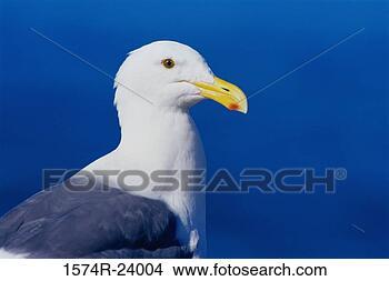 Stock Photo - close-up of a 
gull. fotosearch 
- search stock 
photos, pictures, 
images, and photo 
clipart