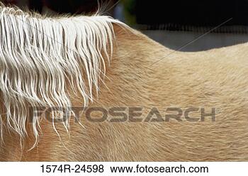 Stock Photo - close-up of a 
horse. fotosearch 
- search stock 
photos, pictures, 
images, and photo 
clipart