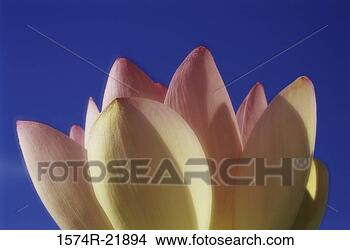 Banco de Imagem - close-up,  loto, 
 flor. fotosearch 
- busca de fotos, 
imagens e clipart