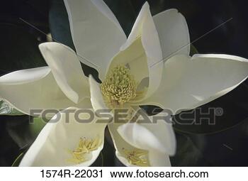 Stock Photography - close-up of a 
magnolia flower. 
fotosearch - search 
stock photos, 
pictures, images, 
and photo clipart