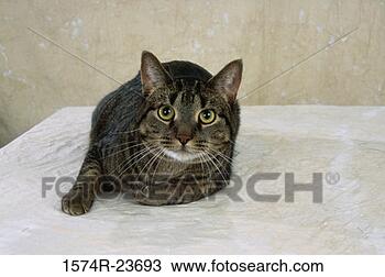 Stock Photo - close-up of a 
maine coon cat. 
fotosearch - search 
stock photos, 
pictures, images, 
and photo clipart