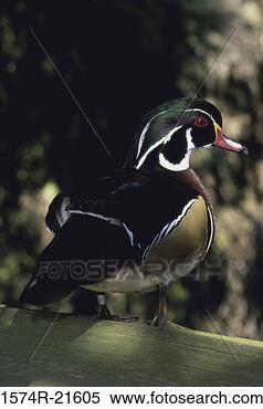 Stock Image - close-up of a 
male wood duck. 
fotosearch - search 
stock photos, 
pictures, images, 
and photo clipart