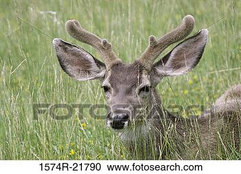 Stock Photography - close-up of a 
mule deer (odocoileus 
hemionous). fotosearch 
- search stock 
photos, pictures, 
images, and photo 
clipart