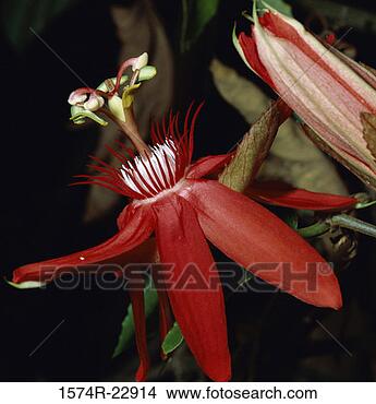 Stock Photo - close-up of a 
passion flower. 
fotosearch - search 
stock photos, 
pictures, images, 
and photo clipart
