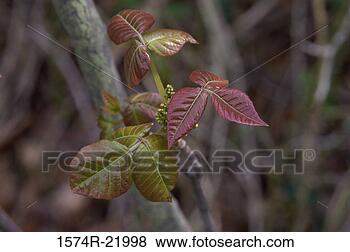 Stock Photo - close-up of a 
poison ivy plant. 
fotosearch - search 
stock photos, 
pictures, images, 
and photo clipart