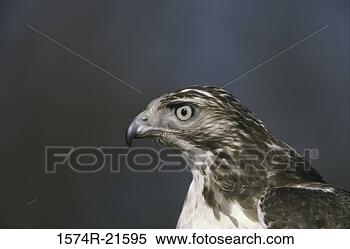 Stock Image - close-up of a 
red-tailed hawk. 
fotosearch - search 
stock photos, 
pictures, images, 
and photo clipart