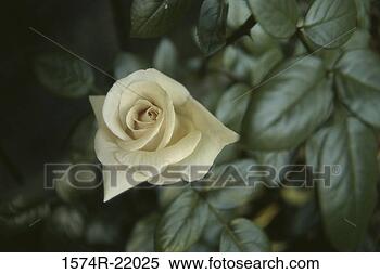 Stock Image - close-up of a 
rose plant. fotosearch 
- search stock 
photos, pictures, 
images, and photo 
clipart