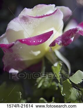 Stock Photo - close-up of a 
rose. fotosearch 
- search stock 
photos, pictures, 
images, and photo 
clipart
