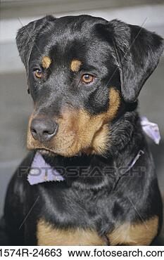Stock Photo - close-up of a 
rottweiler. fotosearch 
- search stock 
photos, pictures, 
images, and photo 
clipart