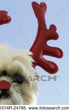 Stock Image - close-up of a 
shih tzu wearing 
artificial antlers. 
fotosearch - search 
stock photos, 
pictures, images, 
and photo clipart