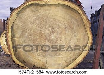 Stock Photo - close-up of tree 
rings on a sugar 
maple tree. fotosearch 
- search stock 
photos, pictures, 
images, and photo 
clipart