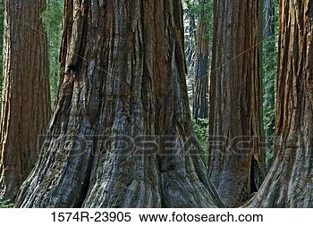 Stock Image - close-up of tree 
trunks,  mariposa 
grove,  yosemite 
national park. 
fotosearch - search 
stock photos, 
pictures, images, 
and photo clipart