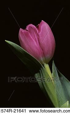 Stock Photography - close-up of a 
tulip. fotosearch 
- search stock 
photos, pictures, 
images, and photo 
clipart