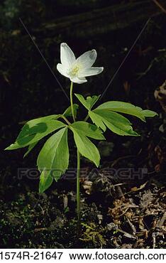 Picture - close-up of a 
wood anemone. 
fotosearch - search 
stock photos, 
pictures, images, 
and photo clipart