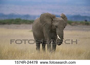 Banco de Imagem - elefante,  campo, 
 amboseli,  nacional, 
 parque,  kenya. 
fotosearch - busca 
de fotos, imagens 
e clipart