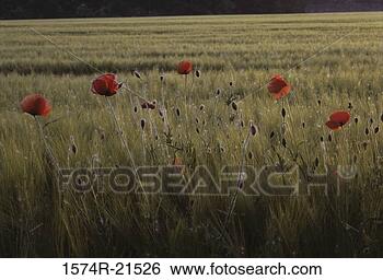 Stock Photo - filed of red poppies. 
fotosearch - search 
stock photos, 
pictures, images, 
and photo clipart