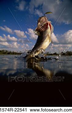 Stock Photography - fish jumping out 
of water. fotosearch 
- search stock 
photos, pictures, 
images, and photo 
clipart