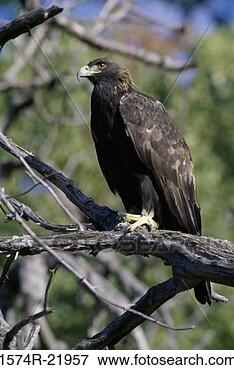 Picture - golden eagle perched 
on a tree. fotosearch 
- search stock 
photos, pictures, 
images, and photo 
clipart