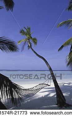 Stock Photo - hammock tied to 
a palm tree, maldives. 
fotosearch - search 
stock photos, 
pictures, images, 
and photo clipart
