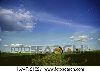 Picture - hay bales in a 
field. fotosearch 
- search stock 
photos, pictures, 
images, and photo 
clipart