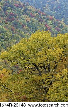 Stock Photo - high angle view 
of trees in a 
forest,  great 
smoky mountains 
national. fotosearch 
- search stock 
photos, pictures, 
images, and photo 
clipart