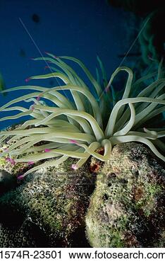 Stock Photography - high angle view 
of a sea anemone 
underwater. fotosearch 
- search stock 
photos, pictures, 
images, and photo 
clipart