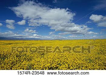 Stock Photo - high angle view 
of goldfield flowers 
in a field,  antelope 
valley. fotosearch 
- search stock 
photos, pictures, 
images, and photo 
clipart