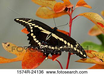 Stock Photo - high angle view 
of a giant swallowtail 
butterfly on a 
leaf (papilio. 
fotosearch - search 
stock photos, 
pictures, images, 
and photo clipart