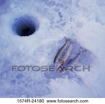Stock Photography - high angle view 
of three dead 
fish on ice. fotosearch 
- search stock 
photos, pictures, 
images, and photo 
clipart