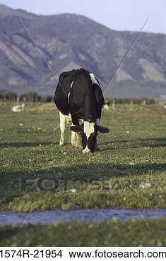 Stock Photo - holstein cow grazing 
on a grassy field. 
fotosearch - search 
stock photos, 
pictures, images, 
and photo clipart