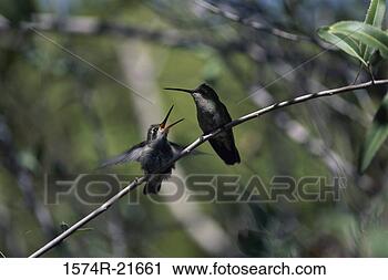 Stock Photography - hummingbirds on 
a branch. fotosearch 
- search stock 
photos, pictures, 
images, and photo 
clipart