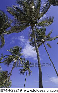 Stock Photograph - low angle view 
of palm trees 
on a beach, barbados. 
fotosearch - search 
stock photos, 
pictures, images, 
and photo clipart