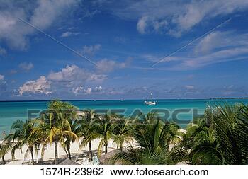 Stock Photo - palm trees on 
the beach, palm 
beach, aruba. 
fotosearch - search 
stock photos, 
pictures, images, 
and photo clipart