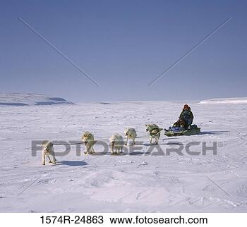 Stock Photo - person riding 
a sled pulled 
by huskies, cambridge 
bay, nunavut, 
canada. fotosearch 
- search stock 
photos, pictures, 
images, and photo 
clipart