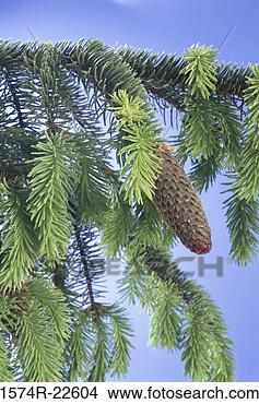 Stock Photo - pinecone on a 
spruce tree. fotosearch 
- search stock 
photos, pictures, 
images, and photo 
clipart