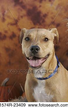 Stock Photograph - portrait of a 
dog panting. fotosearch 
- search stock 
photos, pictures, 
images, and photo 
clipart