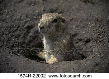 Stock Photo - prairie dog in 
a hole. fotosearch 
- search stock 
photos, pictures, 
images, and photo 
clipart