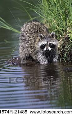 Stock Image - raccoon in the 
water. fotosearch 
- search stock 
photos, pictures, 
images, and photo 
clipart