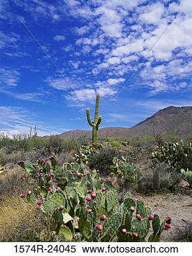 Stock Image - saguaro cactus 
in a national 
park,  saguaro 
national park, 
 arizona. fotosearch 
- search stock 
photos, pictures, 
images, and photo 
clipart