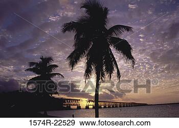Stock Photograph - silhouette of 
palm trees on 
a beach, key west, 
florida, usa. 
fotosearch - search 
stock photos, 
pictures, images, 
and photo clipart