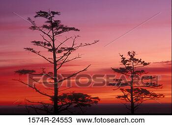 Stock Photo - sitka spruce trees 
ecola state park 
oregon, usa. fotosearch 
- search stock 
photos, pictures, 
images, and photo 
clipart