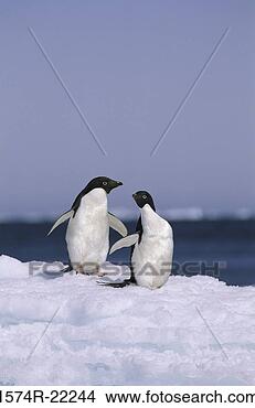 Stock Photo - two adelie penguins, 
antarctica. fotosearch 
- search stock 
photos, pictures, 
images, and photo 
clipart