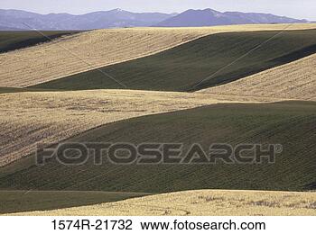 Stock Photo - wheat fields. 
fotosearch - search 
stock photos, 
pictures, images, 
and photo clipart