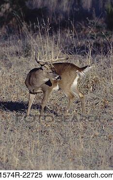 Stock Image - white-tailed deer 
(odocoileus virginianus). 
fotosearch - search 
stock photos, 
pictures, images, 
and photo clipart