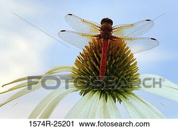 Stock Photography - close-up of a 
red dragonfly 
pollinating a 
coneflower (echinacea. 
fotosearch - search 
stock photos, 
pictures, images, 
and photo clipart
