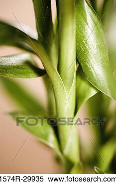 Banque d'Image - gros plan,  feng,
shui,  bambou,
houseplant. fotosearch
- recherchez des
photos, des images
et des cliparts