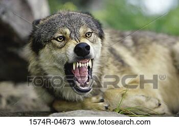 growling